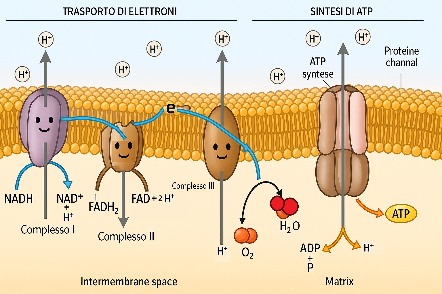 🍬IL METABOLISMO DEL   GLUCOSIO